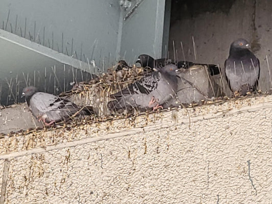 Bird Nesting Control
